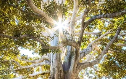 Meditative Light Music For Integrating Light + Shadow Selves