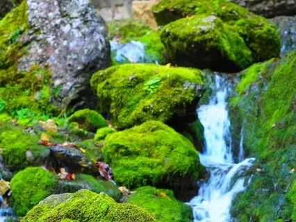 Meditative Mind - Relaxing Mountain Stream (River Stream, Babbling Brook, Soothing Water Sounds)