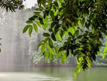 Meditative Music Sounds Of Flute And Magical Forest