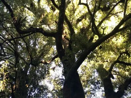 Meditative Music With Bells And Birds