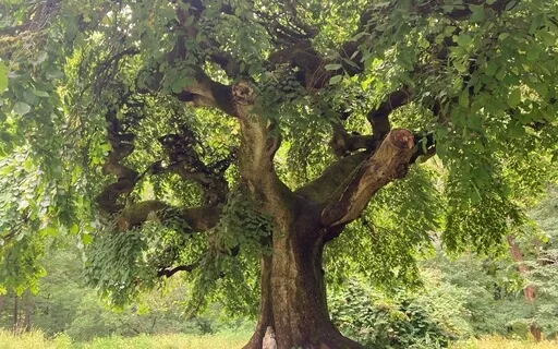 Meditative Nature Poem: "Grandmother Tree"