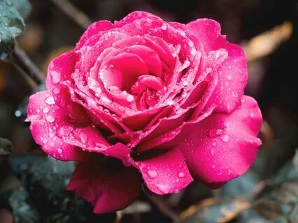 Meditative Piano With Raindrops For Stress Relief & Peace