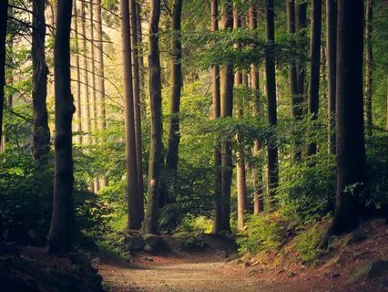 Meditative Sound Journey