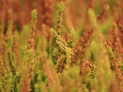 Meditative Soundscapes Collection 1