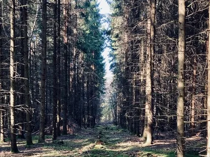 Méditer Cinq Minutes En Forêt