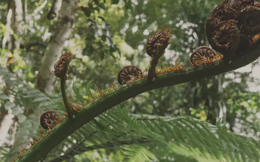 Mediumship Activation