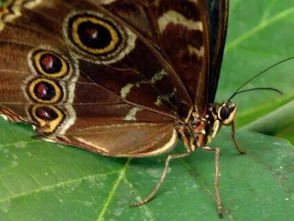 Medkänsla För Sig Själv Och Andra