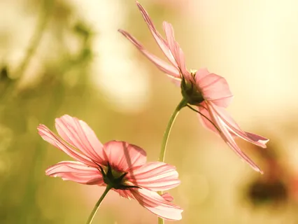 Medytacja skanowania ciała 15 min. / meditation body scan