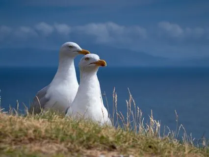 Meeresvögel und das beruhigende Rauschen der Wellen