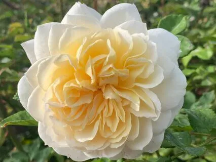 Meet The Rose Line Soul Group