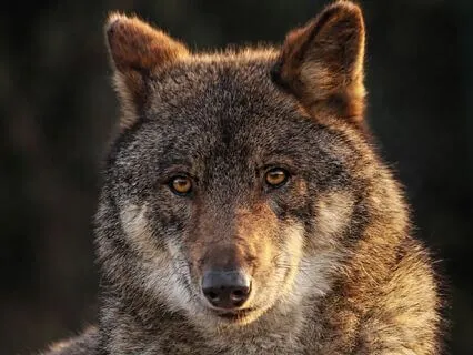 Meet The Spirit Animals