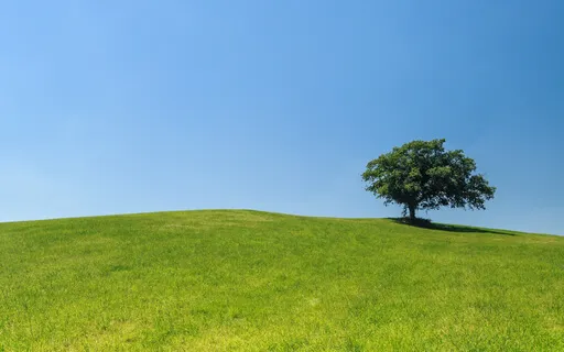 Meet You Inner Child- Meadow Visualization