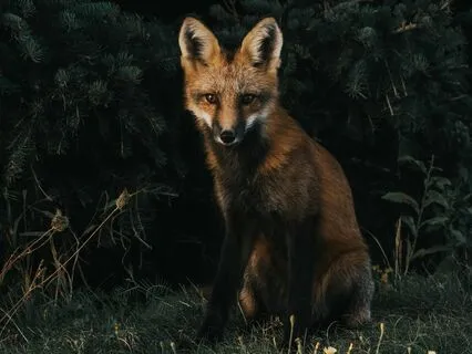 Meet Your Animal Spirit Guide