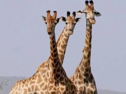 Meet Your Animal Spirit Guide