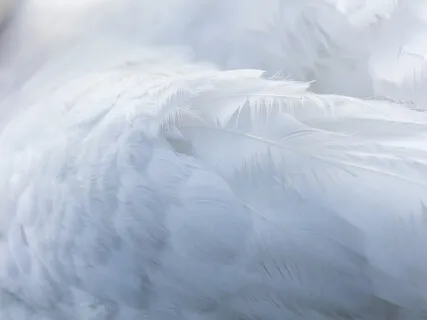 Meet Your Guardian Angel And Receive Their Guidance