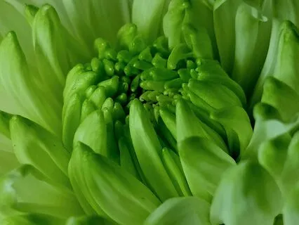 Meet Your Heart Chakra