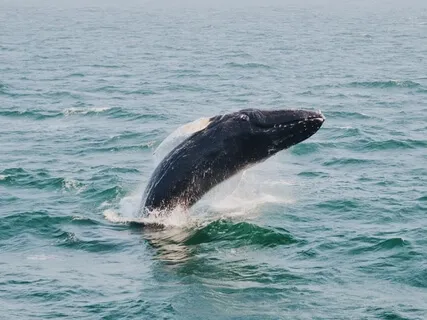 Meet Your Higher Self