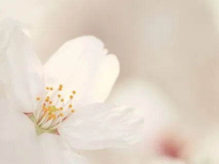 Meet Your Inner Healer