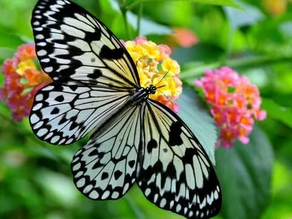 Meet Your Magical Future Self