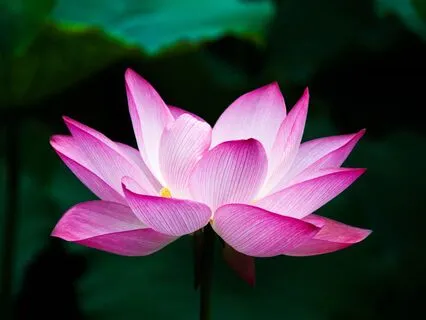 Meet Your Mentor Guided Visualization