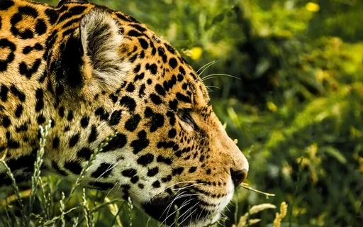 Meet Your Power Animal | Shamanic Journey | Empowerment