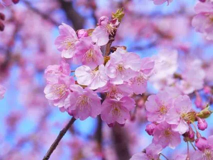 Meet Your Reiki Guide