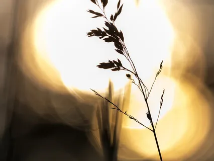 Meet Your Soul And Akasha