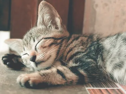 Meet Your Special Friend