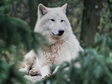 Meet Your Spirit Animal Guided Meditation