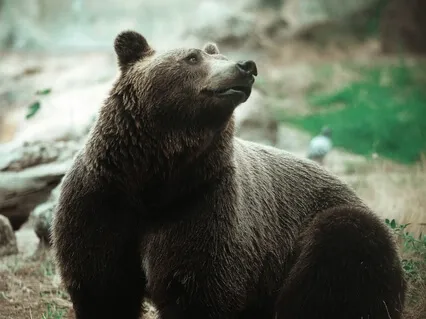 Meet Your Spirit Animal Guided Meditation