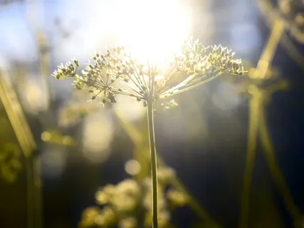 Meet Your Spirit Guide - Experience A Loving Connection