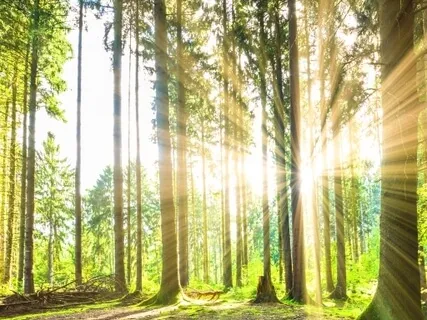 Meet Your Spirit Guide