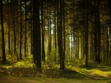 Meet Your Spirit Guide