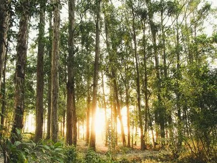 Meet Your Spirit Or Ancestral Guide