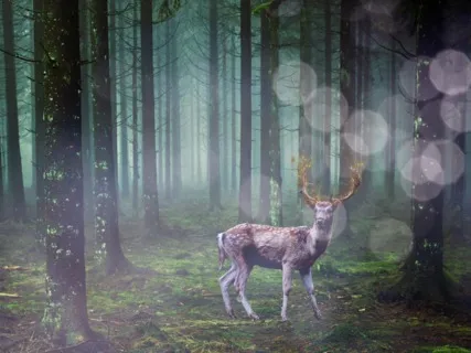 Meeting A Forest Friend Guided Visualization For Relaxation