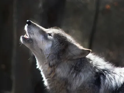 Meeting A Sacred Spirit Animal - Guided Meditation