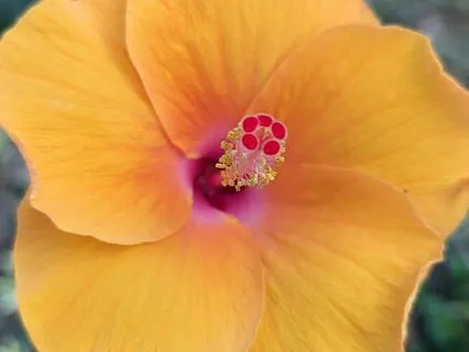 Meeting Difficult Emotions With Self-Compassion (MSC)