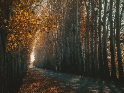 Meeting In The Middle - A Centering Meditation