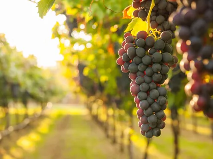 Meeting Jesus In The Vineyard