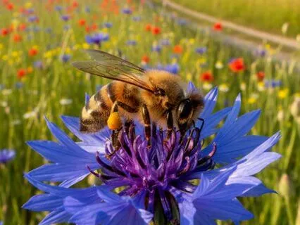 Meeting Productivity Through Enjoyment Boost