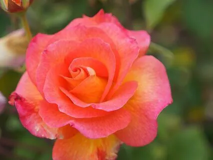 Meeting Purely In Presence