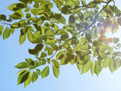 Meeting Shame With Self-Compassion