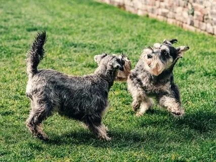 Meeting The Breath With Playfulness & Kindness