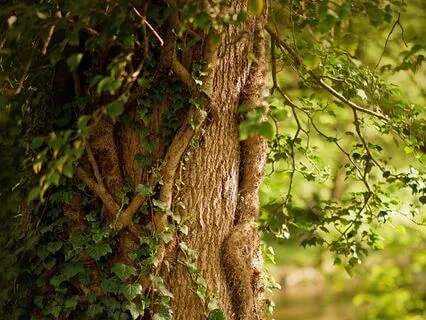 Meeting The Land Spirits Yoga Nidra