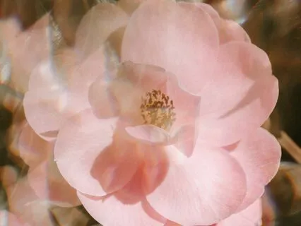 Meeting The Light Feminine