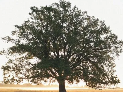Meeting The Wise Sage Meditation