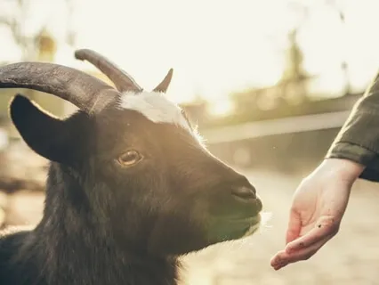 Meeting Your Animal Friend Essence