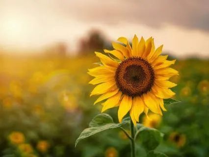 Meeting Your Inner Critic With Compassion