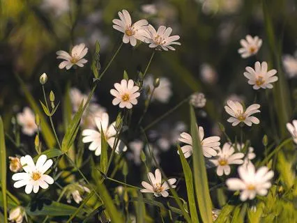 Meeting Your Spirit Guides - A 6-Minute Journey