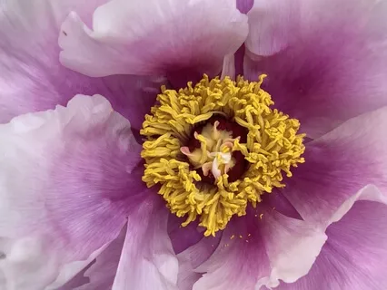 Meeting Your Suffering With Compassion